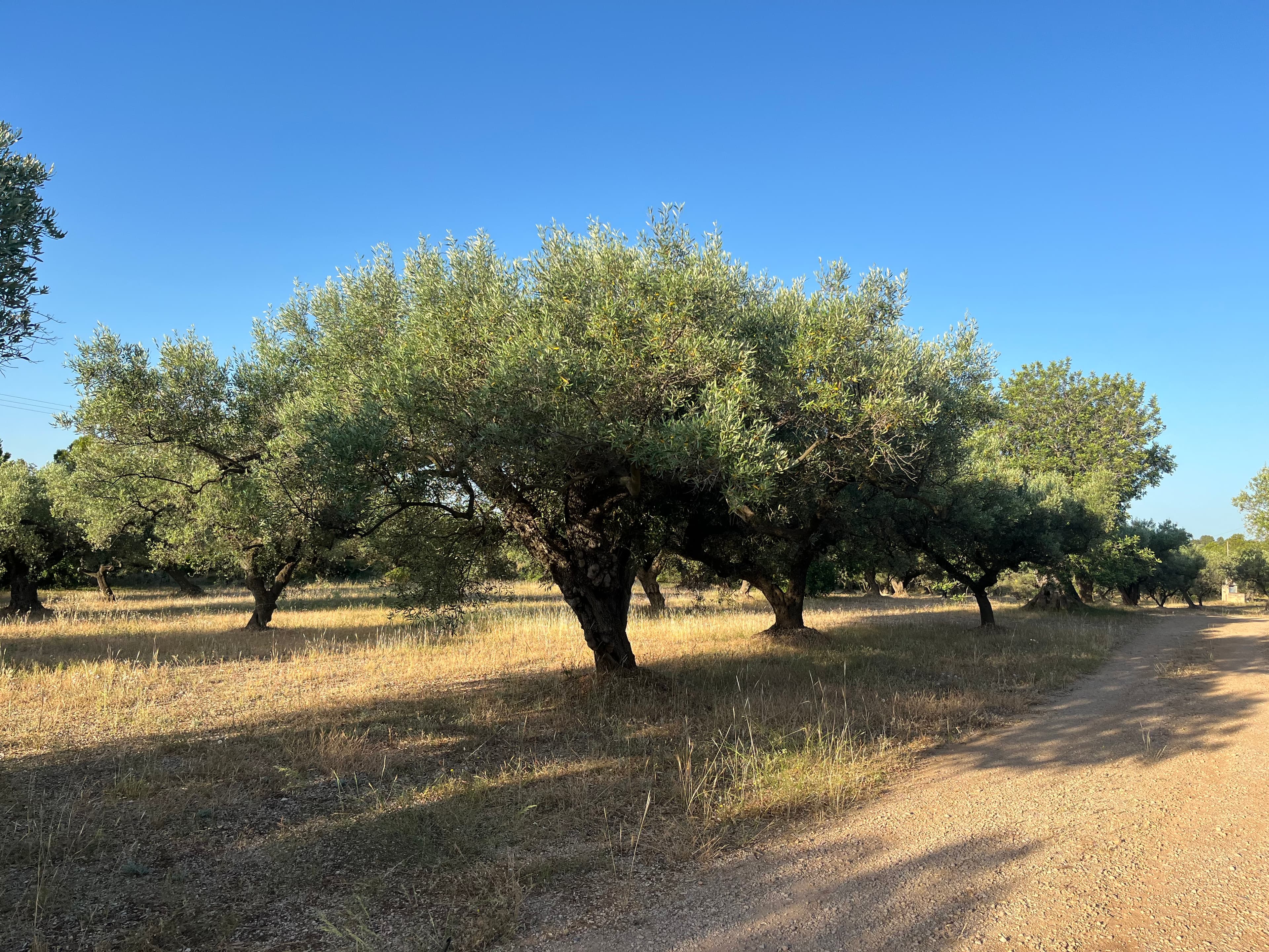Finca Ermita, L’Ampolla